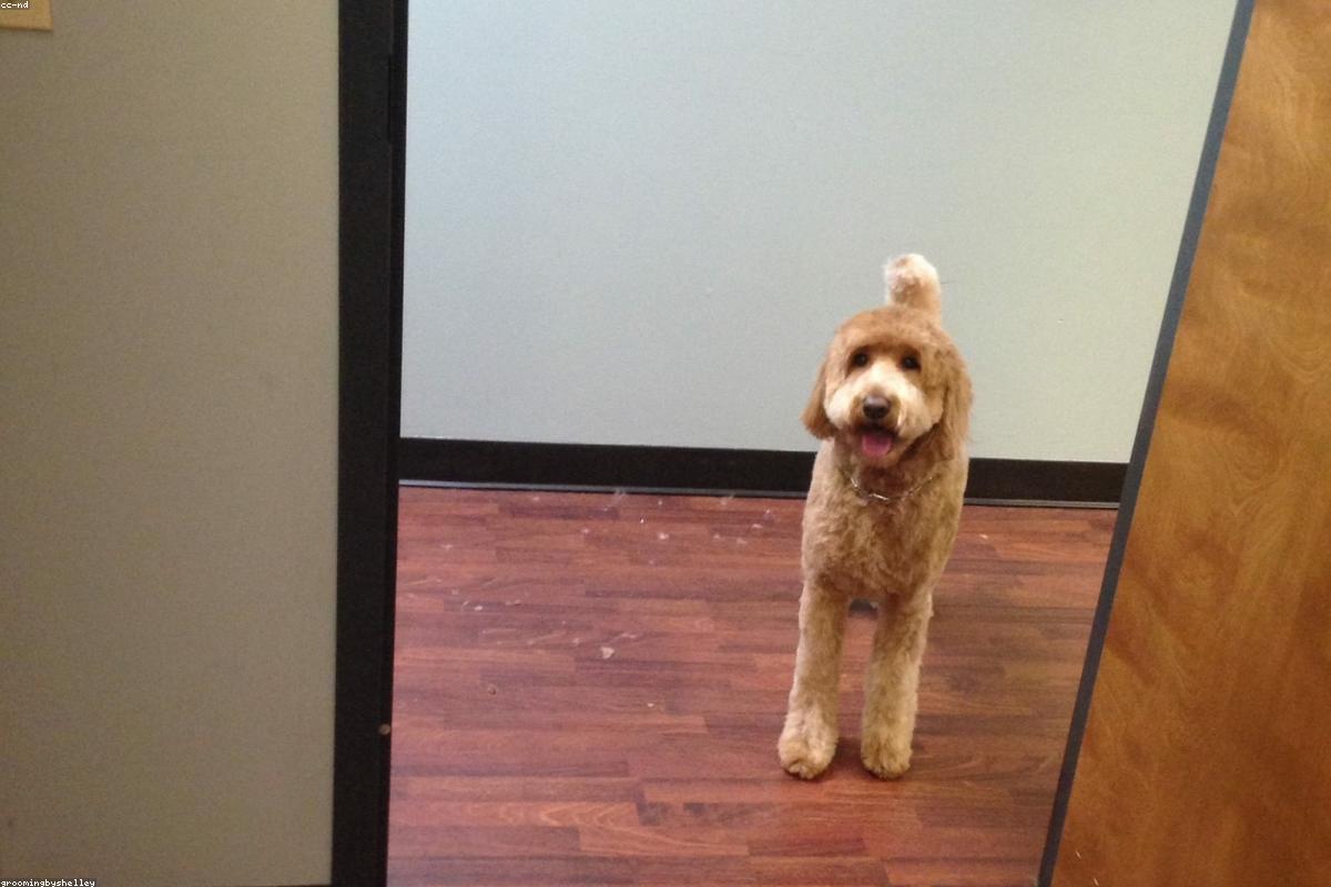 Chien fraîchement tondu et coiffé après son toilettage complet